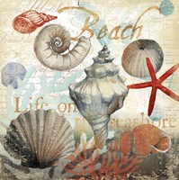 Shell Collector1 Fine Art Print