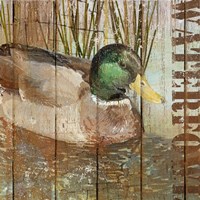 Open Season Mallard Fine Art Print