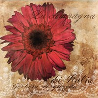 Gerbera Italia Fine Art Print