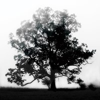 Autumn Glory Fine Art Print