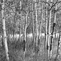 Birch Forest Fine Art Print