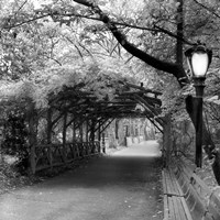 Central Park Pergola Fine Art Print