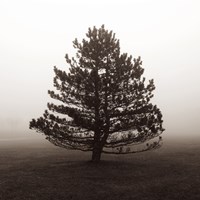 Solitary Evergreen Fine Art Print