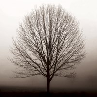 Hazy Maple Fine Art Print