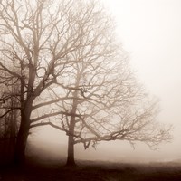 Serenity Fine Art Print