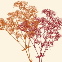 Salamanca Fine Art Print