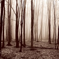 Winter Woods Fine Art Print