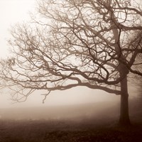 Silence Fine Art Print