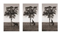 28" x 16" Tree Photography