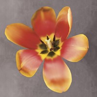 Sunshine Tulip Fine Art Print