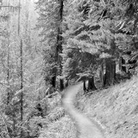 Pine Path Fine Art Print