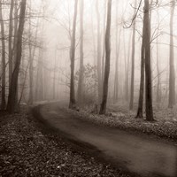 Misty Lane Fine Art Print