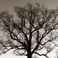 Majestic Oak Fine Art Print