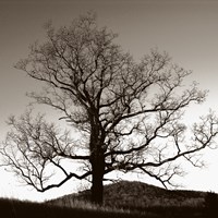Oak Hillside Fine Art Print
