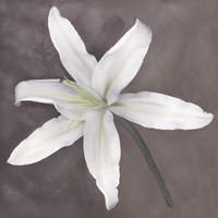 White Lily Fine Art Print