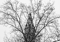 City Hall (Branches) Fine Art Print