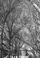 Philadelphia Museum (Trees) Fine Art Print