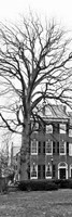 Tree with House Fine Art Print