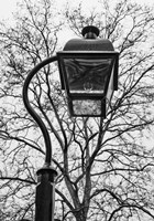 Lamp and branches Fine Art Print