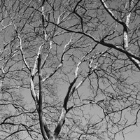January Branches II Fine Art Print