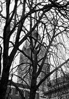 Branch Curtain Fine Art Print