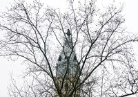 City Hall (branches) (Color) Fine Art Print