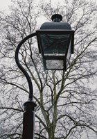 Lamp and Branches (Color) Fine Art Print