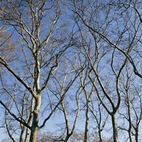 January Branches I (Color) Fine Art Print