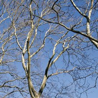 January Branches II (Color) Fine Art Print
