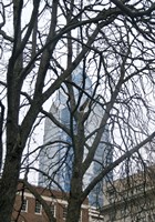 Branch Curtain (Color) Fine Art Print