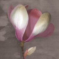 Magnolia by Erin Clark - various sizes