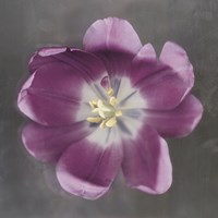 Purple Tulip Fine Art Print