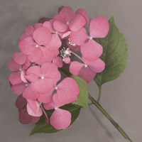 Pink Hydrangea Framed Print