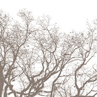 Majesty II Fine Art Print