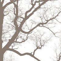 Majesty IV Fine Art Print