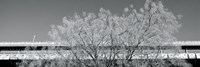 Golden Tree (b/w) Fine Art Print