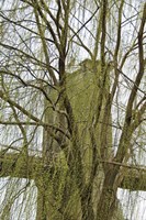 Veiled Brooklyn Bridge Fine Art Print