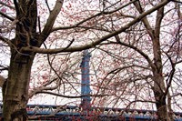 Red Blooms in Brooklyn Fine Art Print