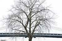 Manhattan Bridge Span with Tree Fine Art Print