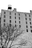 Twenty-six Windows (b/w) Fine Art Print