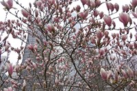 Springtime in New York Fine Art Print