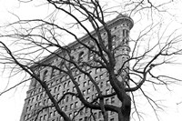 Flatiron with Tree (b/w) Fine Art Print