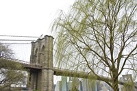 Brooklyn Bridge and Willow Fine Art Print