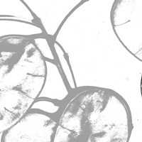 Silver Dollars I Framed Print