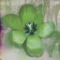 Tulip Fresco (green) by Erin Clark - various sizes, FulcrumGallery.com brand