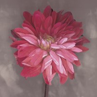 Pink Zinnia Fine Art Print
