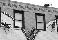 Ants (b/w) Fine Art Print