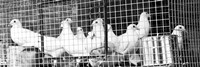 Doves (b/w) by Erin Clark - various sizes - $26.99
