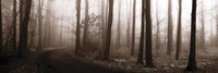 Forest Path (Sepia) by Erin Clark - various sizes