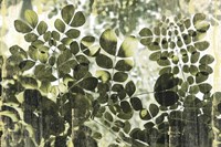 Dappled Radiance Fine Art Print